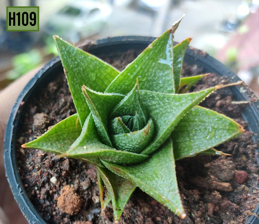 Haworthia - H109