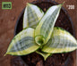 Sansevieria Trifasciata Golden Hahnii Dwarf