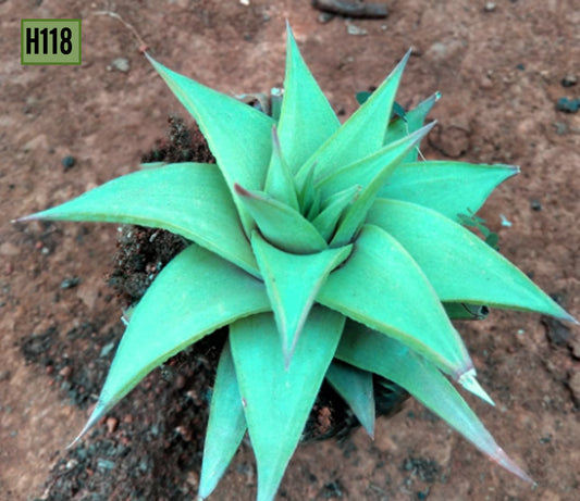 Haworthia - H118