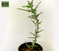 Euphorbia Stenoclada Baill