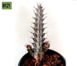 Euphorbia aeruginosa H121