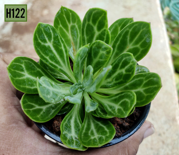 Senecio Obovatus -H122