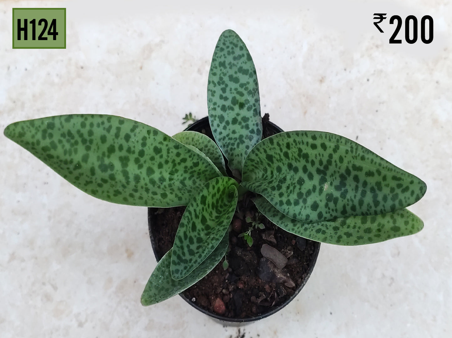 Ledebouria socialis