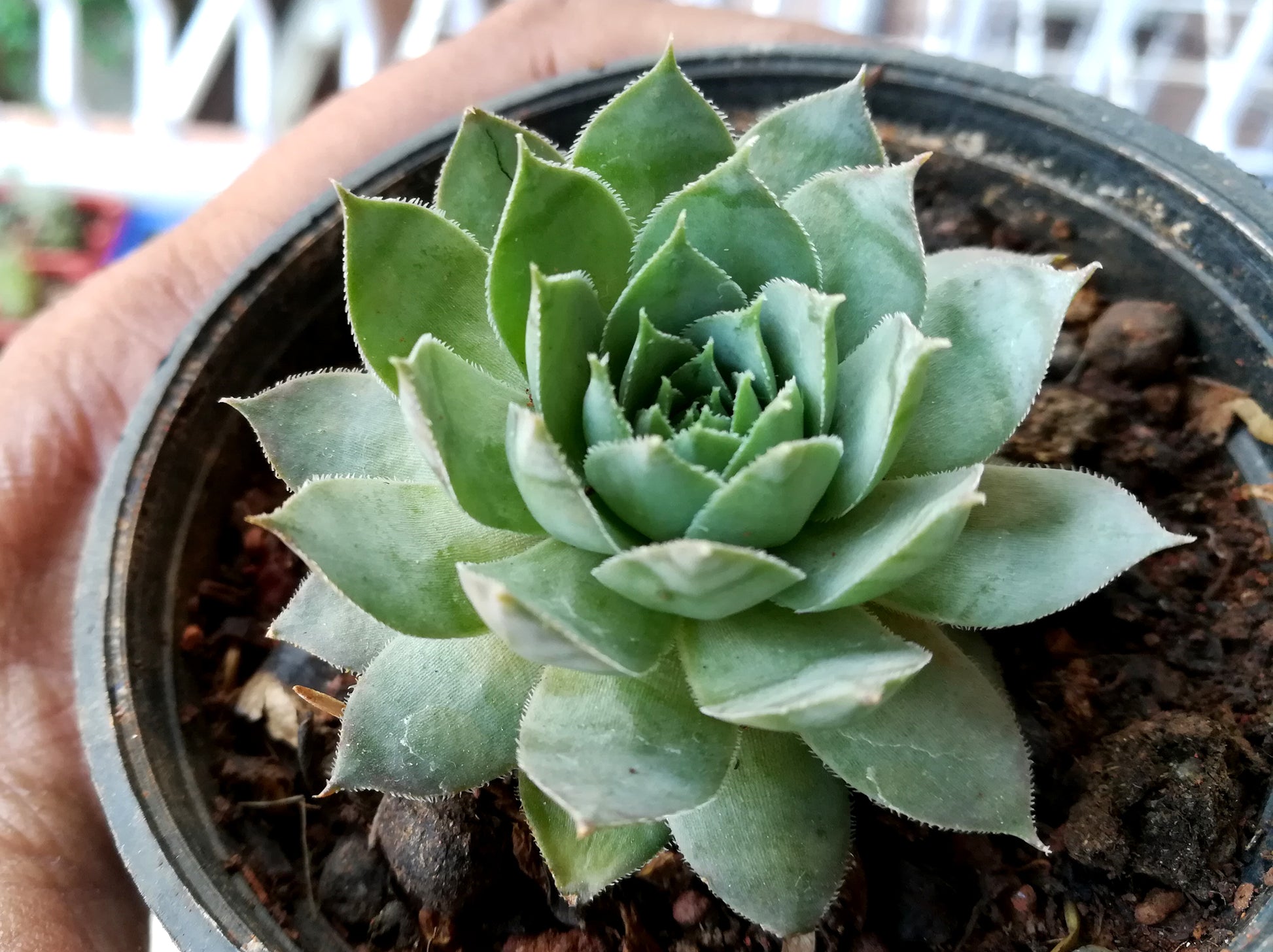 lakshmi kamal succulent Sempervivum - Lakshmi Kamal -Laxmi Kamal