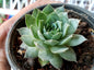 Sempervivum - Lakshmi Kamal -Laxmi Kamal - H13