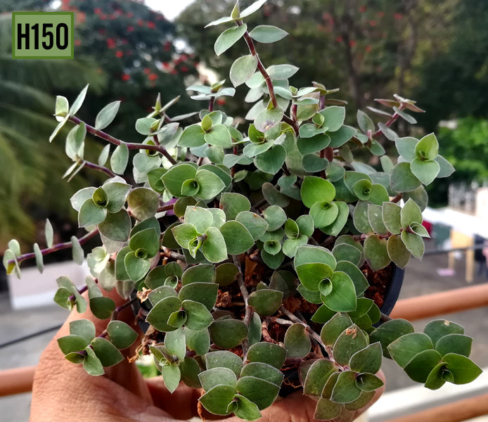 Callisia Repens (Turtle Vine)