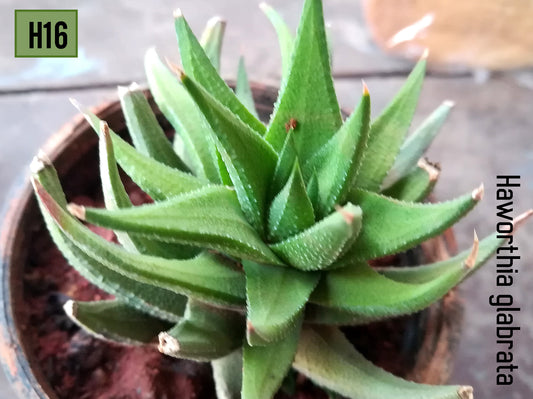 Haworthia - H16