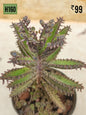 Kalanchoe Delagoensis - Mother of Millions