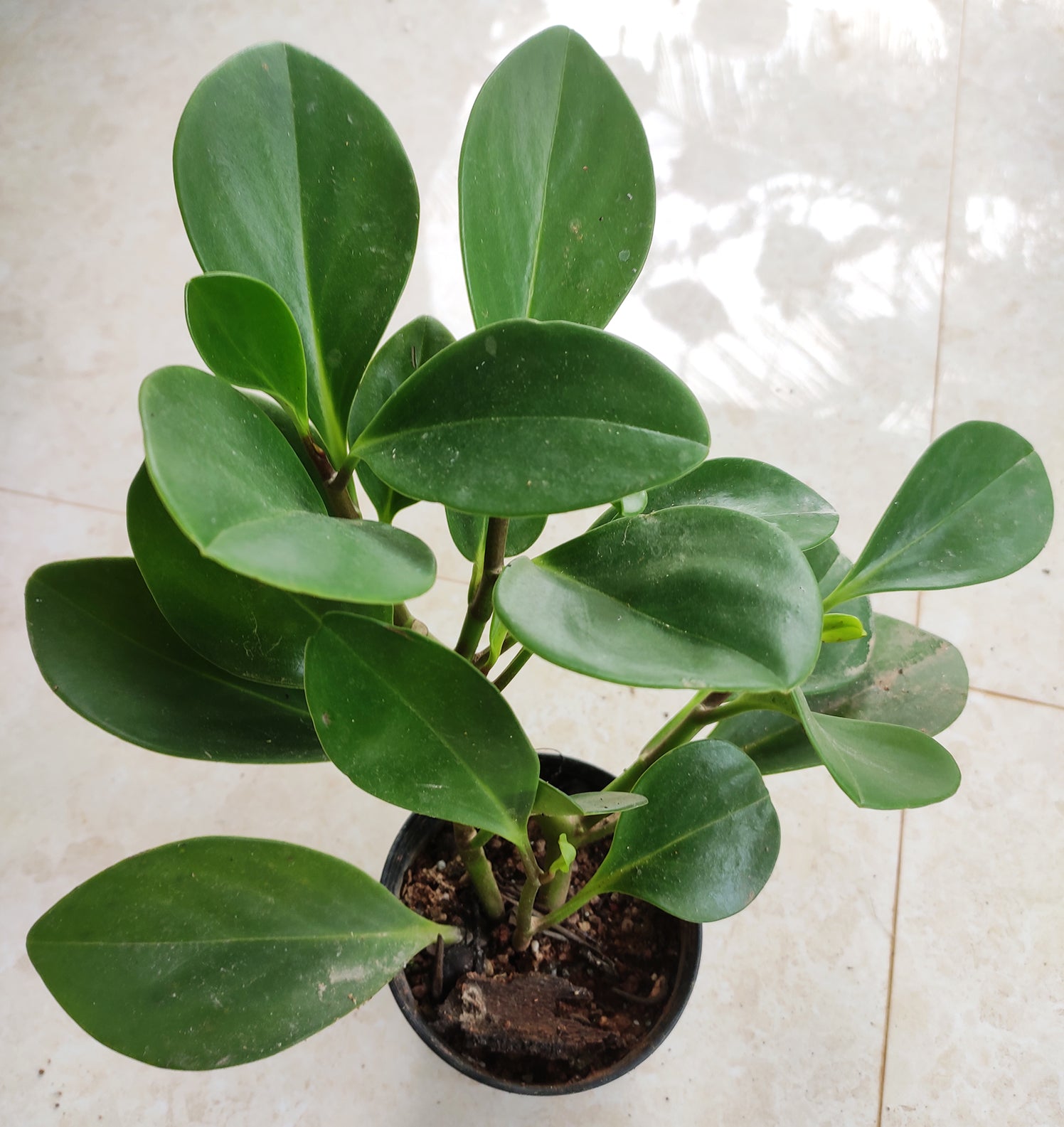 is a peperomia plant a succulent Peperomia Green – Succulent Factory India