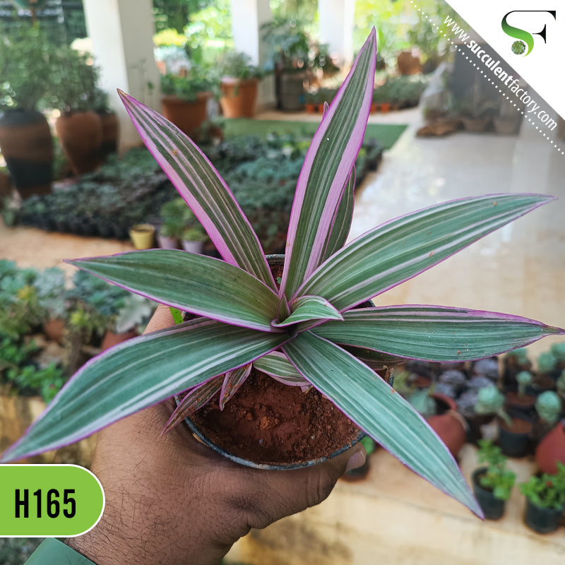 Roheo Spathacea Duo