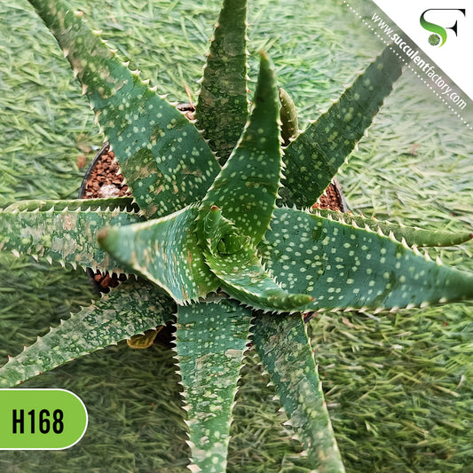 Aloe Spots N Dots - H168