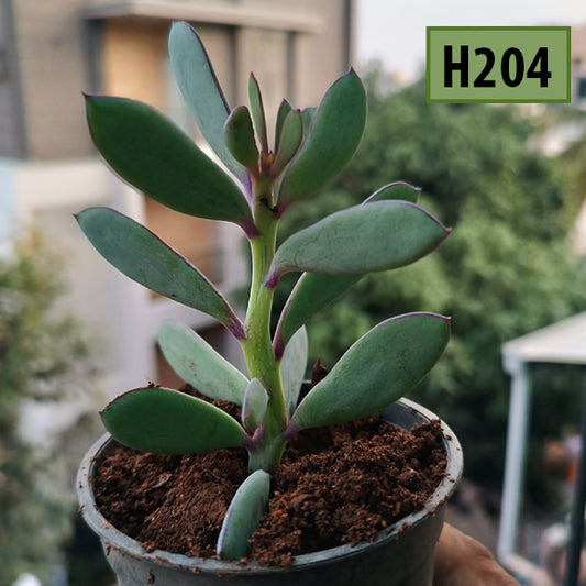 kalanchoe - h204