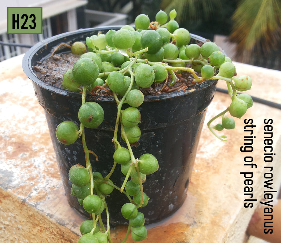 String of Pearls H23