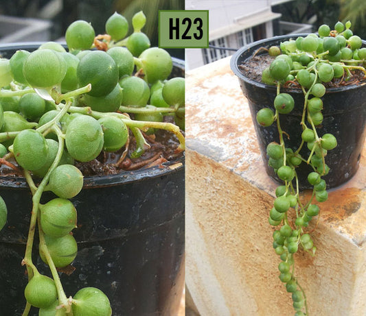 String of Pearls H23