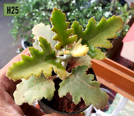 Kalanchoe 'Oak Leaf'