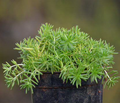 angelina succulent Sedum Angelina (Green)