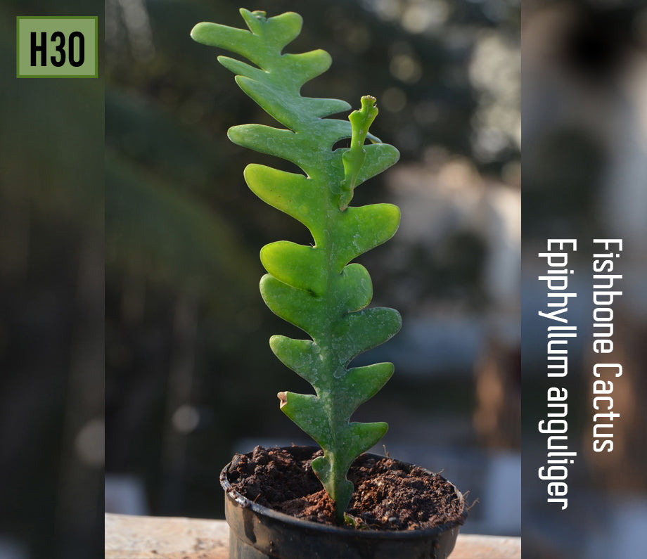 Fishbone Cactus (Epiphyllum anguliger)