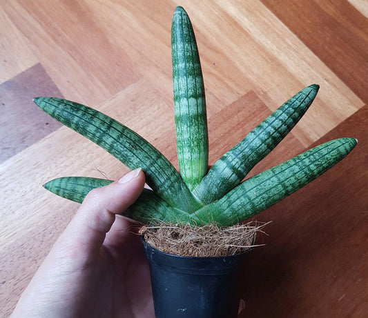 Sansevieria Cylindrica Boncel | Snake Plant - H300