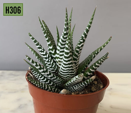 Zebra Haworthia