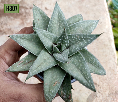Haworthia Savanna - H307