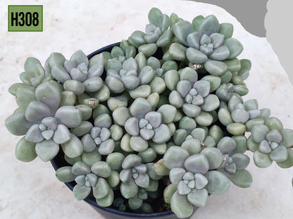 Sedum