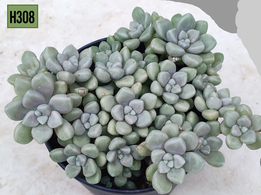 Sedum