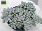 Sedum