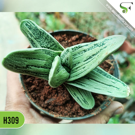 Gasteria ‘Little Warty’