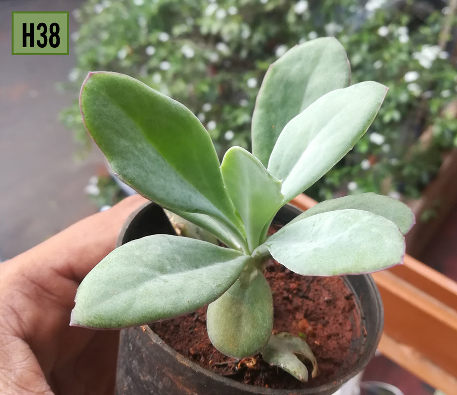 Kalanchoe - H38