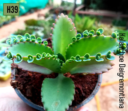 Kalanchoe Laetivirens "mother of thousand"