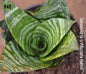 Sansevieria