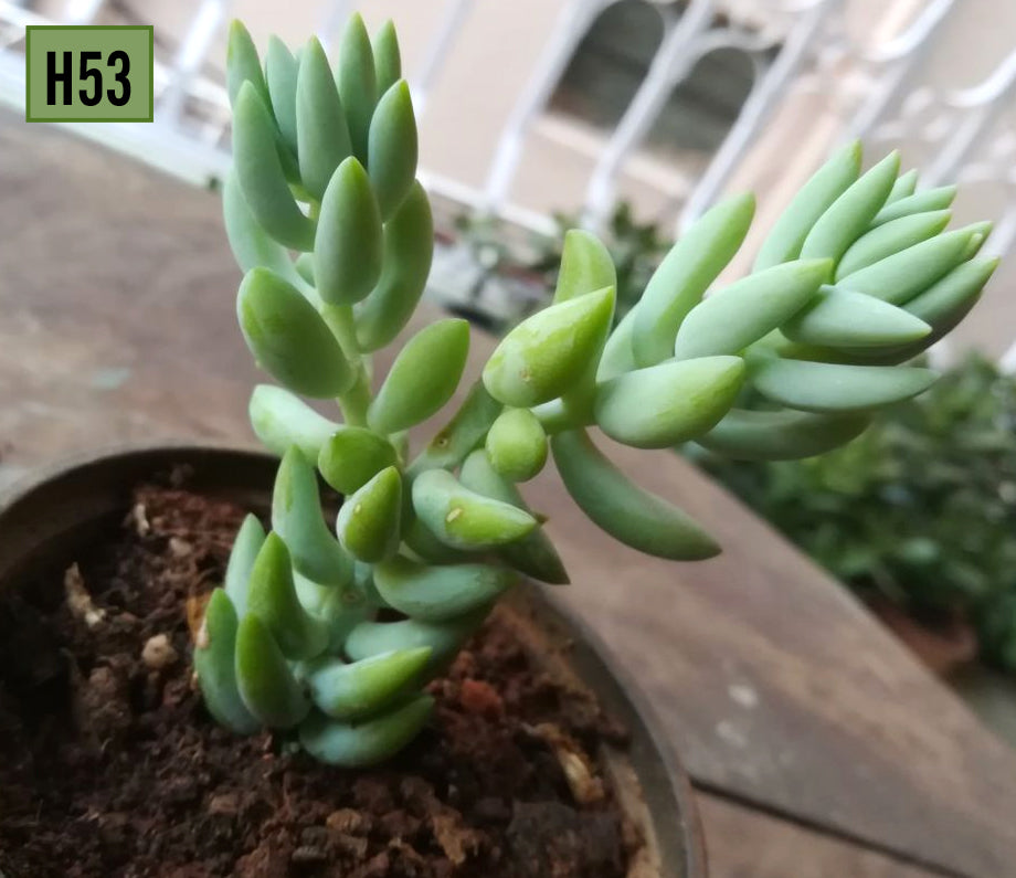 Sedum Morganianum