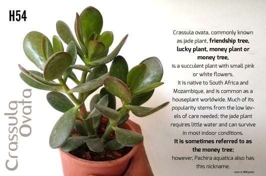 Crassula ovata