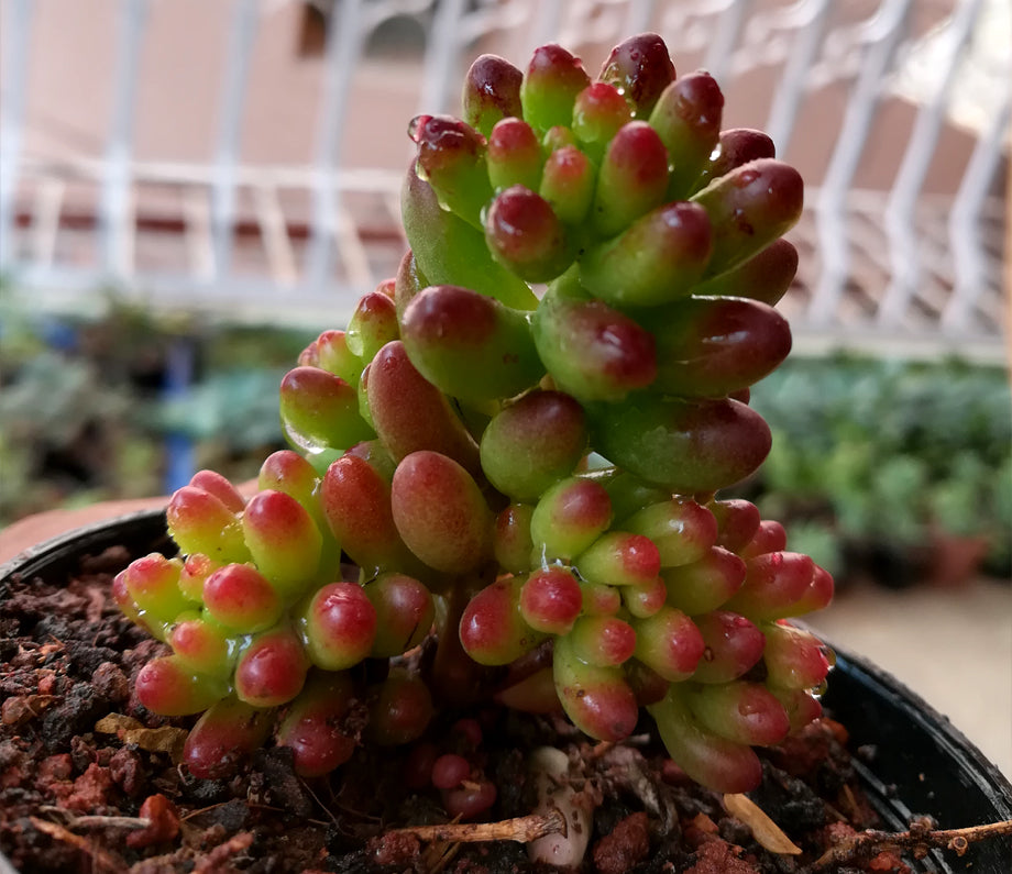 Sedum Rubrotinctum - H57