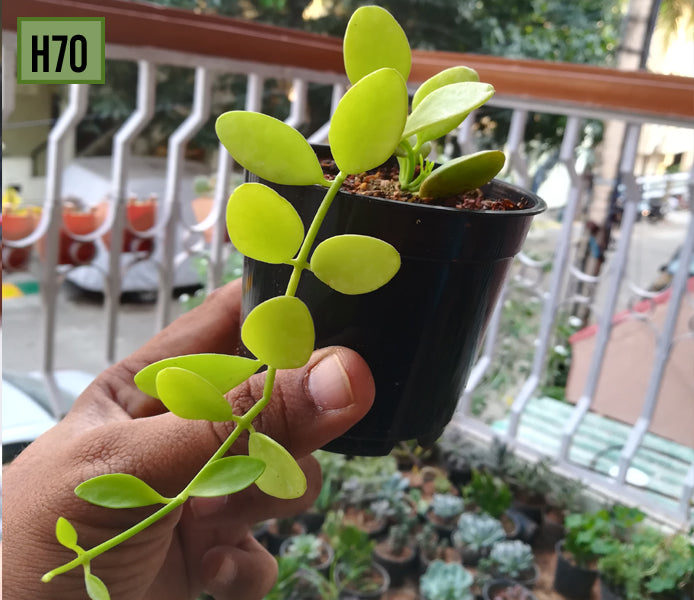 Hoya-H70