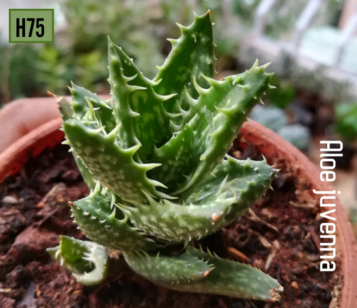 Aloe Juvenna