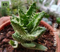 Aloe Juvenna