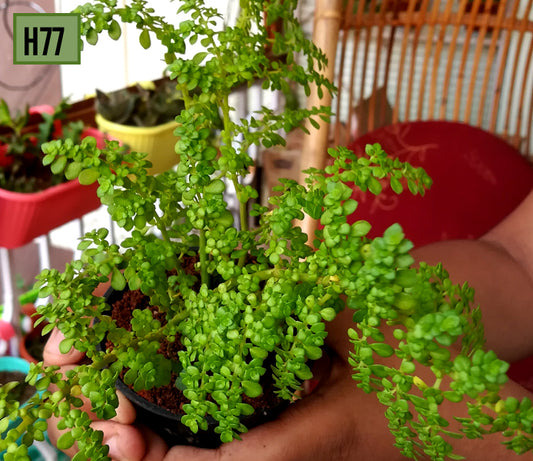 Pilea serpyllifolia
