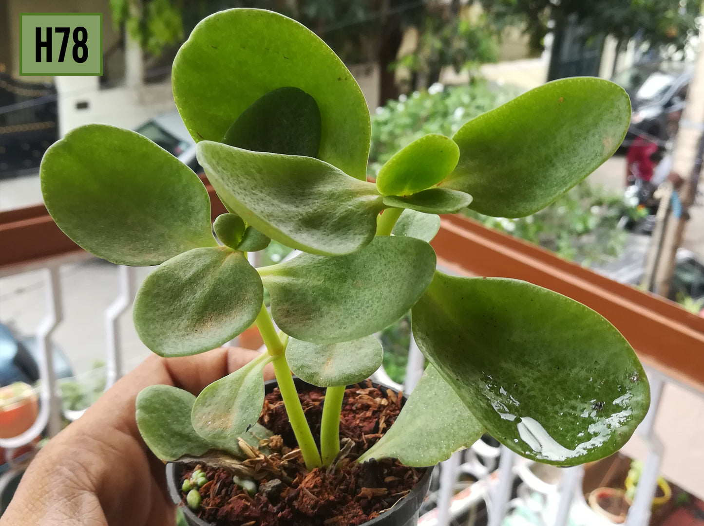 Kalanchoe - H78