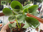 Kalanchoe - H78