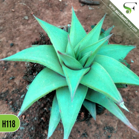 Haworthia - H118