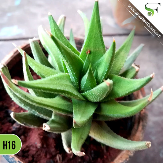 Haworthia - H16