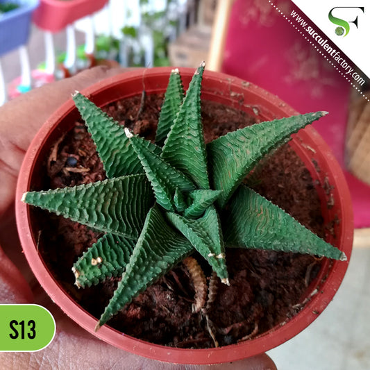 Haworthia Limifolia - S13