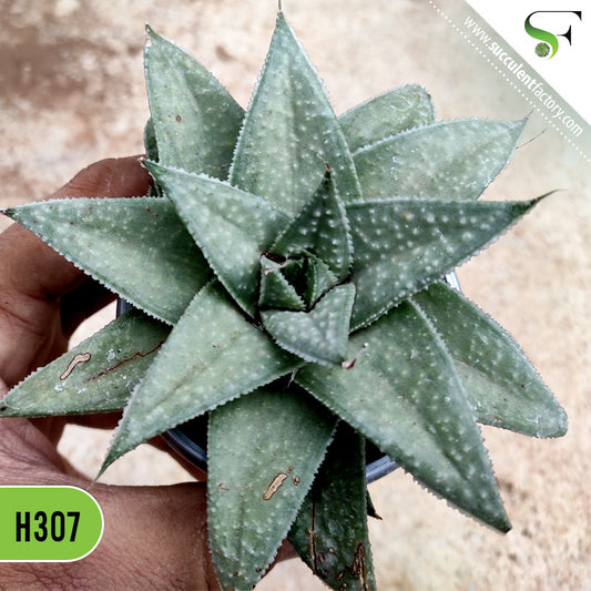 Haworthia Savanna - H307