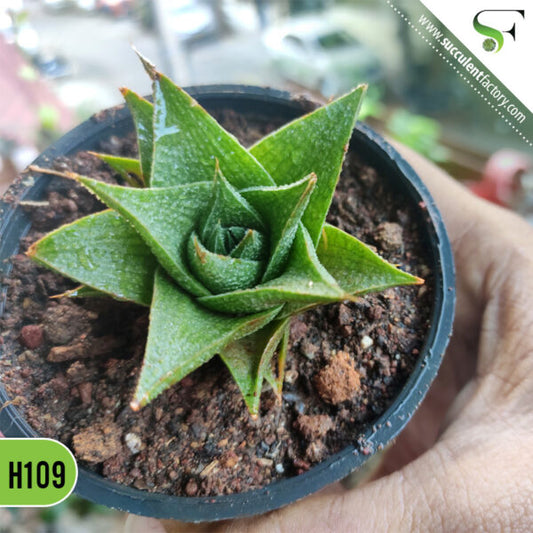 Haworthia - H109