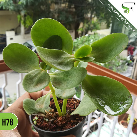 Kalanchoe - H78