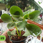 Kalanchoe - H78