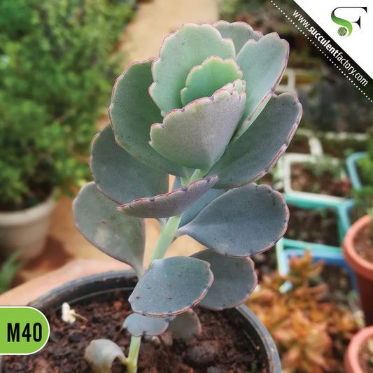 Kalanchoe Fedtschenkoi