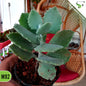 Kalanchoe Kalamill Millotii