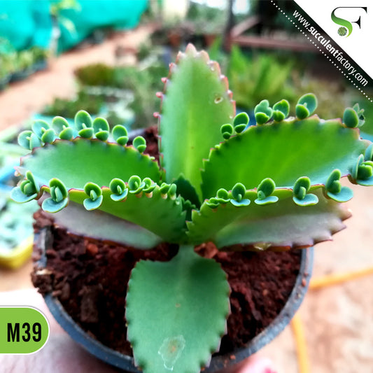 Kalanchoe Laetivirens "mother of thousand"